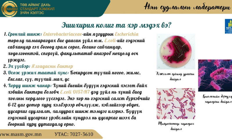 ГЭДЭСНИЙ САВХАНЦАР E.COLI БАКТЕРИЙН ТУХАЙ ТА ХЭР ИХИЙГ МЭДЭХ ВЭ?